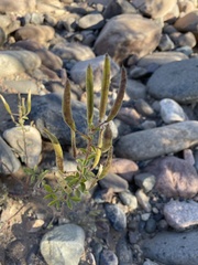 Polanisia dodecandra