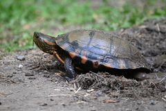 Trachemys dorbigni