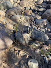 Polanisia dodecandra