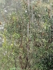 Platanus mexicana