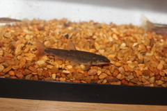 Rhinichthys cataractae