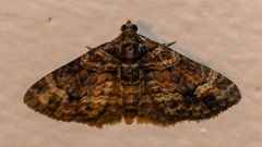 Eucymatoge peplodes