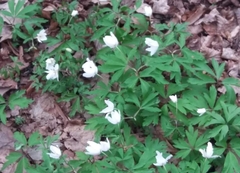 Anemonoides nemorosa