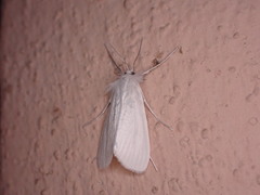 Rupela
