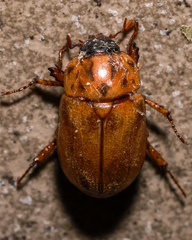 Cyclocephala signaticollis
