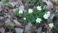 Anemonoides nemorosa