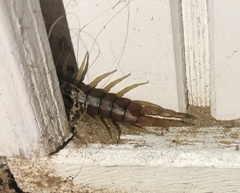 Scolopendra valida