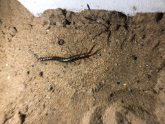 Scolopendra valida