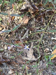 Symphyotrichum adnatum