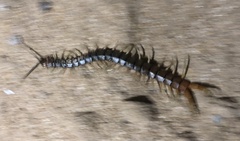 Scolopendra valida