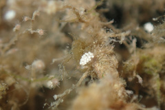 Tenellia adspersa