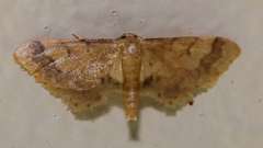 Idaea trypheropa