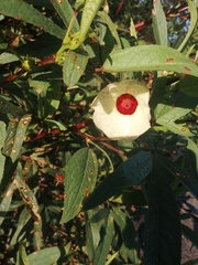Hibiscus