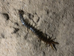 Scolopendra valida