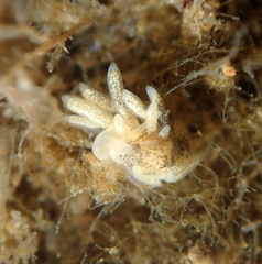 Tenellia adspersa