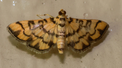 Glycythyma chrysorycta