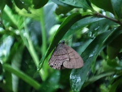 Hermeuptychia sosybius
