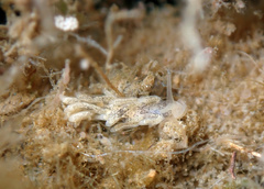 Tenellia adspersa
