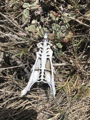 Charadriiformes