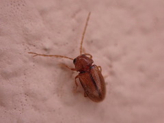 Ptilodactyla