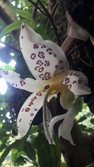Stanhopea