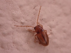 Ptilodactyla