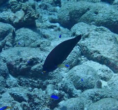Pseudodax moluccanus