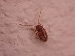 Ptilodactyla