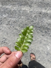 Weinmannia trichosperma