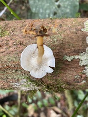 Gymnopus