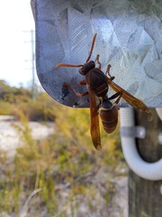 Polistes humilis