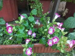 Torenia fournieri