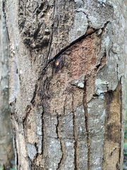 Cryphonectria parasitica