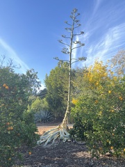 Agave americana