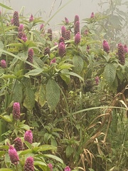 Phytolacca bogotensis
