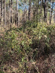 Gelsemium sempervirens