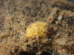 Porifera