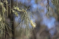 Hakea lorea lorea
