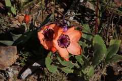 Sparaxis elegans