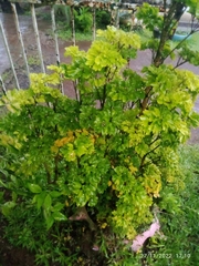 Polyscias guilfoylei