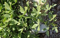 Fagonia pachyacantha