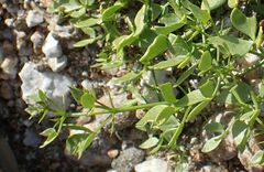 Fagonia pachyacantha