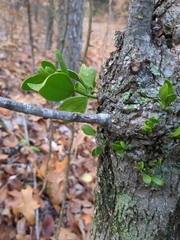 Phoradendron leucarpum