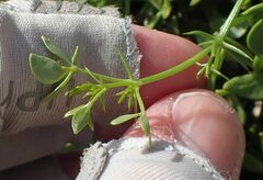 Fagonia pachyacantha