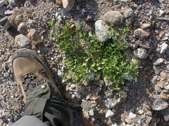 Fagonia pachyacantha