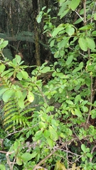 Coprosma foetidissima