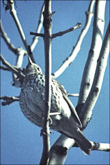 Turdus philomelos