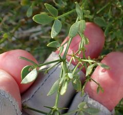 Fagonia pachyacantha