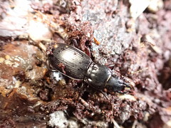 Plocamostethus planiusculus