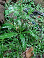 Eryngium foetidum